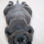 Nearby Black Labrador Retriever Color Puppy