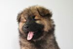 Nearby Black and Tan German Shepherd Puppy - Image 2