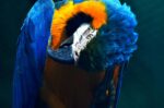 Nearby Blue & Gold Macaw - Image 2