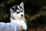 Nearby Siberian Husky | Black & White Color With Brown Eye - Image 6