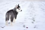Nearby Siberian Husky | Black & White Color With Blue Eye - Image 3