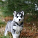 Nearby Siberian Husky | Black & White Color With Blue Eye