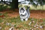 Nearby Siberian Husky | Black & White Color With Blue Eye - Image 2