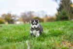 Nearby Siberian Husky | Black & White Color With Brown Eye - Image 2
