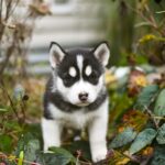 Nearby Siberian Husky | Black & White Color With Brown Eye