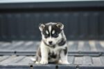 Nearby Siberian Husky | Black & White Color With Blue Eye - Image 4