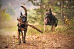 Nearby Belgian Malinois Puppy - Image 7