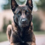 Nearby Belgian Malinois Puppy