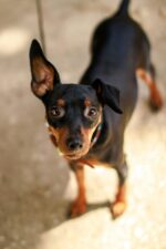 Nearby Minpin Puppy - Image 2