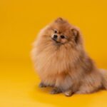 Nearby Orange Culture Pom Puppy