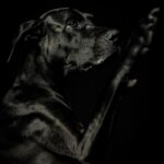 Nearby Black Great Dane Color Puppy