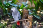 Nearby African Grey Parrot - Image 4