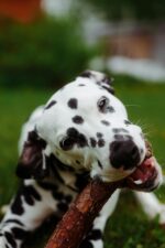 Nearby White & Liver Brown Dalmatian Puppy - Image 2