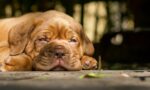 Nearby French Mastiff Puppy - Image 4
