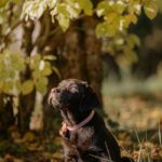 Nearby Chocolate Labrador Retriever Color Puppy