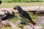 Nearby African Grey Parrot - Image 2