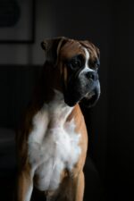 Nearby Boxer Puppy
