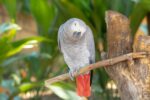 Nearby African Grey Parrot