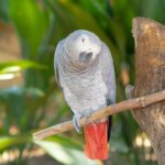 Nearby African Grey Parrot