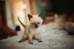 Nearby Siamese Cats & Kittens - Image 2