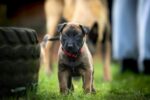 Nearby Belgian Malinois Puppy - Image 5