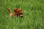 Nearby French Mastiff Puppy - Image 5