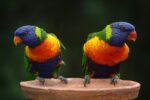 Nearby Rainbow Lorikeet - Image 4