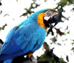Nearby Blue & Gold Macaw - Image 6