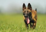 Nearby Belgian Malinois Puppy - Image 6