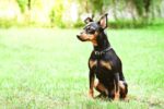 Nearby Minpin Puppy - Image 4