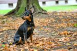 Nearby Minpin Puppy - Image 3