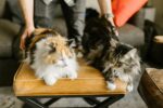 Nearby Maine Coon Cats & Kittens - Image 4