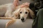 Nearby Gold Afghan Hound Puppy - Image 3