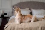 Nearby Gold Afghan Hound Puppy - Image 2