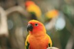 Nearby Sun Conure - Image 5