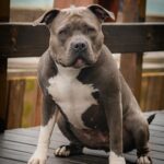 Nearby Standard American Bully Puppy