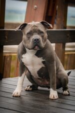 Nearby Standard American Bully Puppy