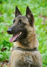 Nearby Belgian Malinois Puppy - Image 2