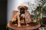 Nearby Boxer Puppy - Image 6