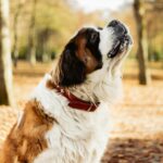 Nearby Saint Bernard Puppy