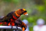 Nearby Dusky Lorikeet