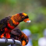 Nearby Dusky Lorikeet