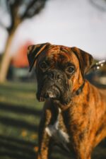 Nearby Boxer Puppy - Image 2