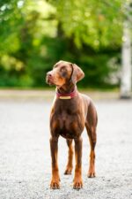 Nearby Brown & Rust Doberman Pinscher Color Puppy - Image 2