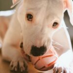 Nearby Doggo Argentino Puppy