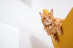 Nearby Maine Coon Cats & Kittens - Image 6