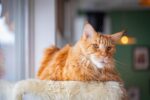 Nearby Maine Coon Cats & Kittens