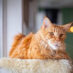 Nearby Maine Coon Cats & Kittens