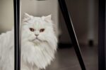 Nearby Persian Cats & Kittens - Image 6