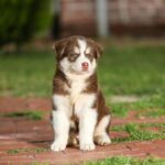 Nearby Siberian Husky | Copper & White Color With Blue Eye